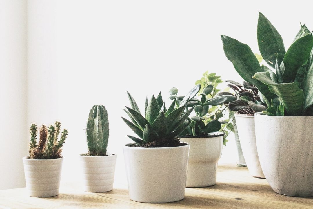 (Blog List) 09.20 Mini Guide to Indoor Houseplants