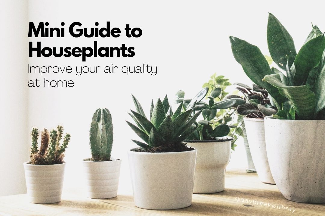 (Featured Image) 09.20 Mini Guide to Indoor Houseplants