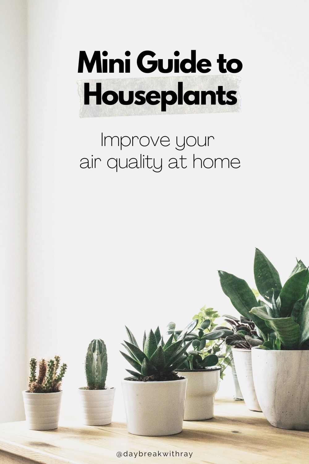 Mini Guide to Indoor Houseplants