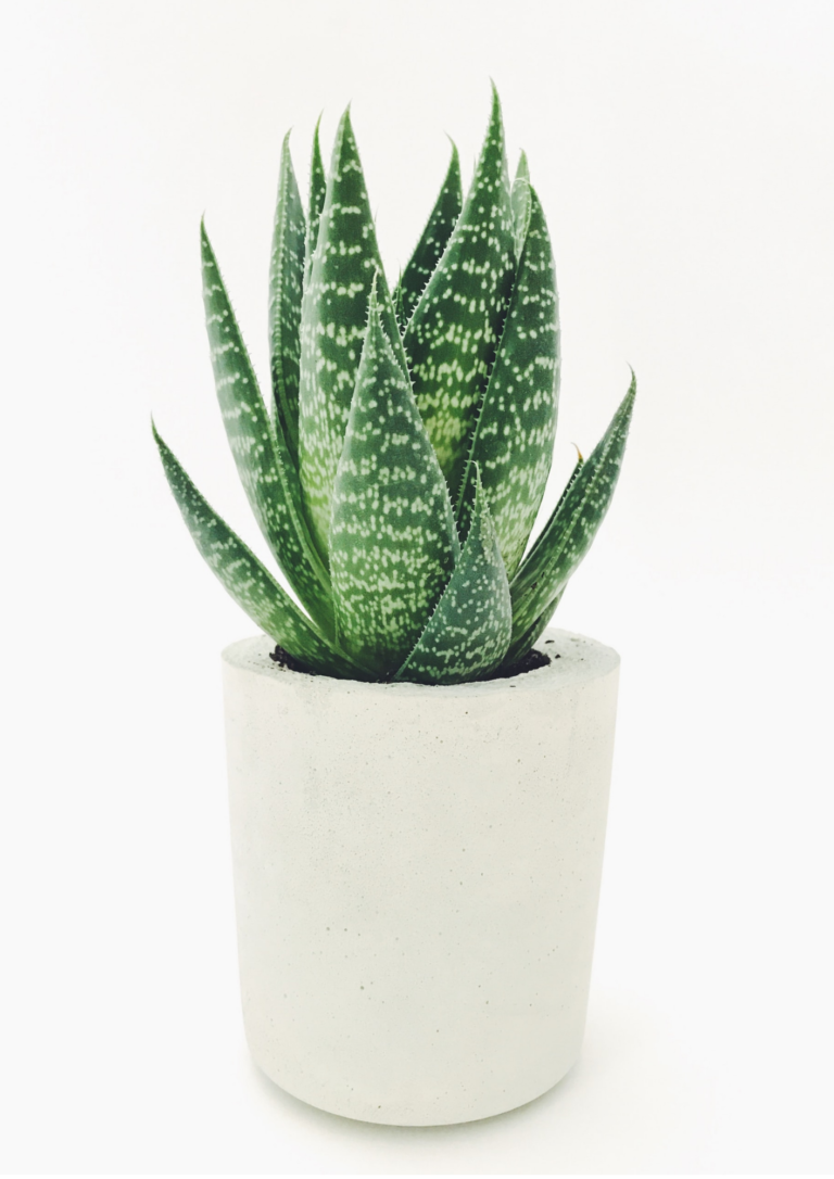 Aloe Vera Houseplant by Stephanie Harvey on Unsplash
