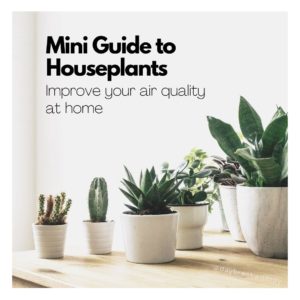 Mini Guide to Indoor Houseplants
