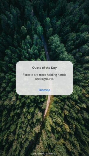 Forests are trees holding hands underground.