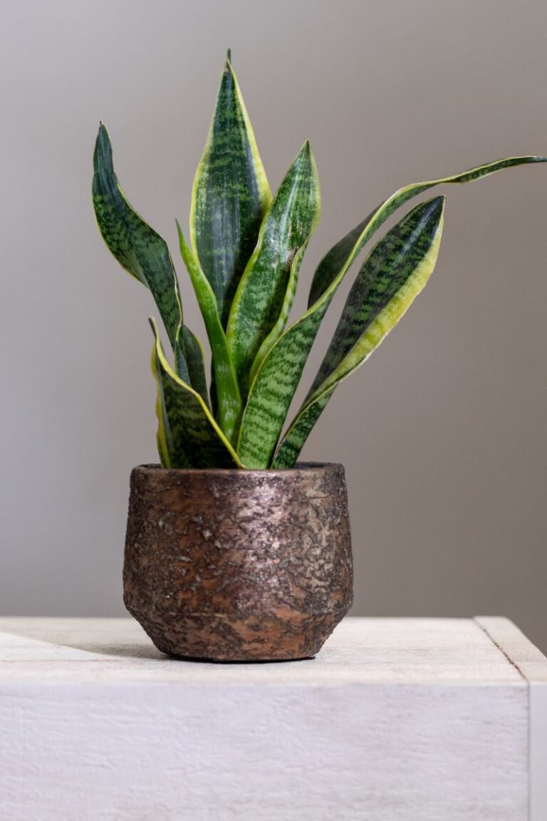 Snake Plant on the table