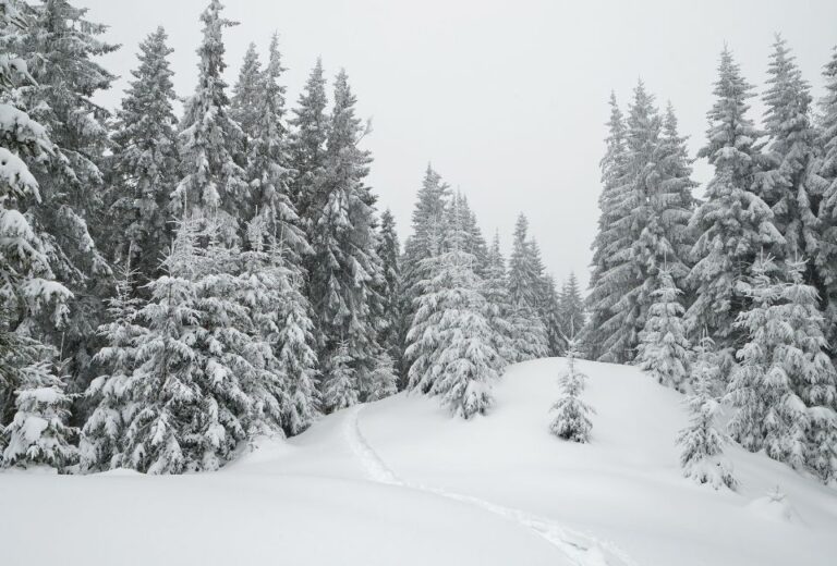 Go on a Winter Hike and Enjoy the Snowy Landscapes